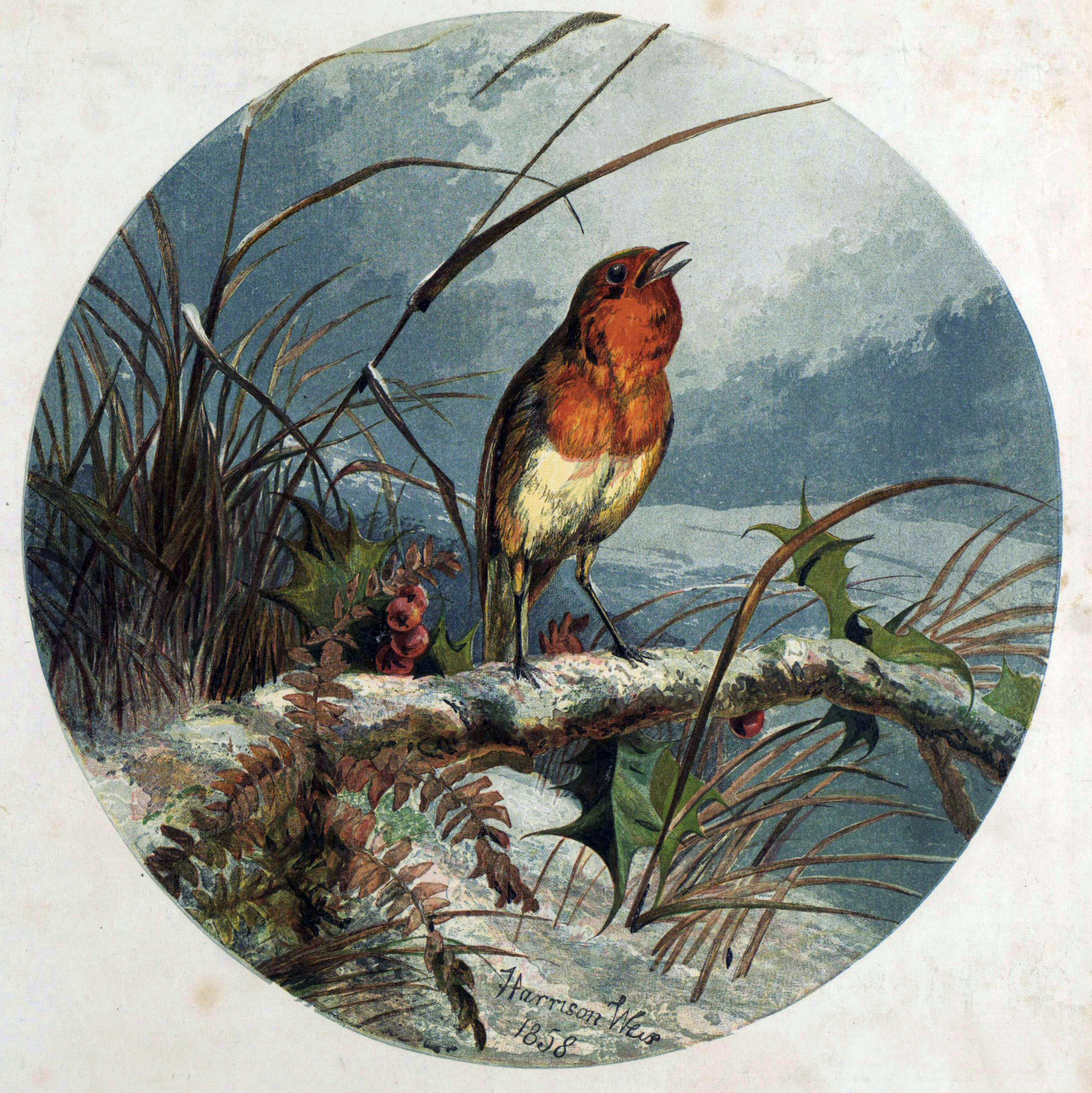1858 robin